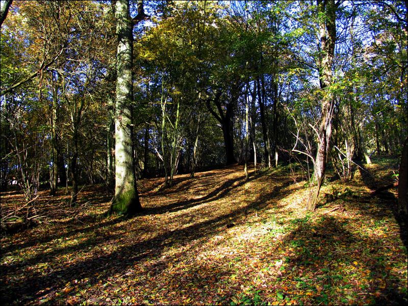 gal/holiday/Warnham Woods Autumn Walk 2006/Warnham_Woods_Autumn_Walk_IMG_2684.JPG